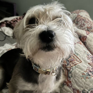 Meet your Posher, Annie